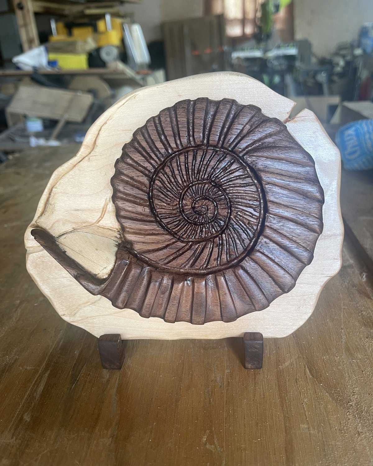 Carved ammonite &mdash; a walnut ammonite set into a maple rock, like a fossil in stone