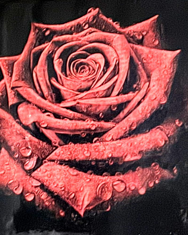 Red rose with dew — painted then laser-revealed